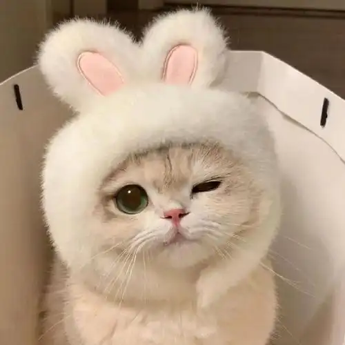 银渐层 妈你可真牛#我收集的猫猫头像