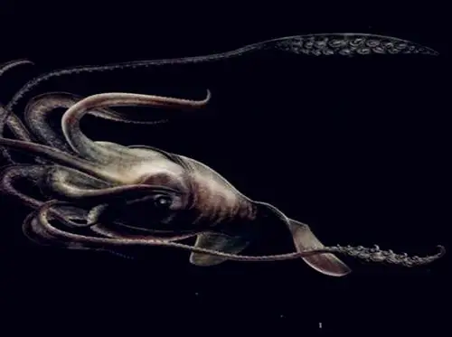 日本岛根县出现巨型乌贼,体长3.4米,引发广泛关注_大王