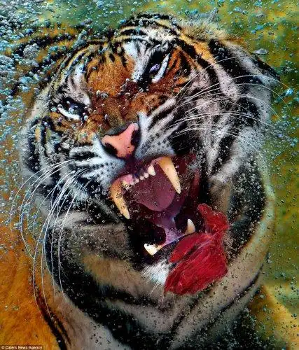 摄影师抓拍老虎水中猎食 动作敏捷霸气十足(图)