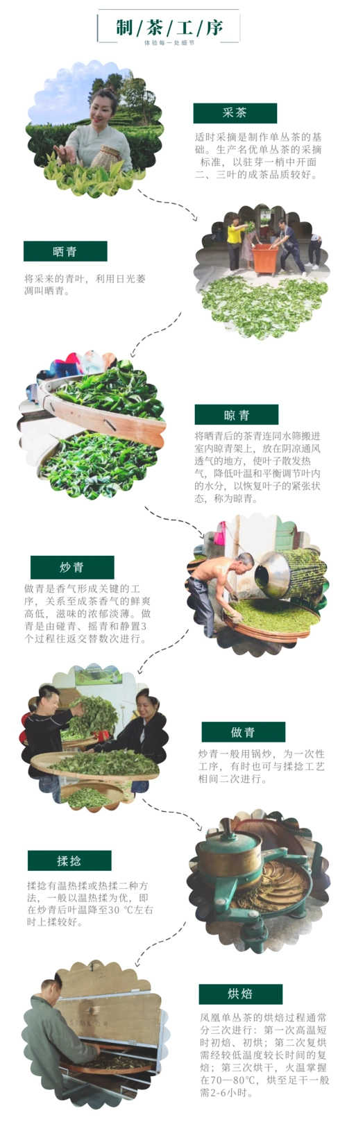 秋冬种草潮州凤凰山单丛茶旅一日游制茶工艺体验化身