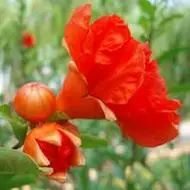 石榴花头像_微信头像图片大全