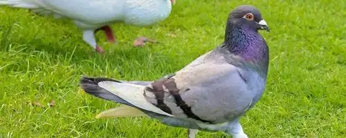 稳拿1号对呼吸道的预防和治疗都有卓越功效,而且又不会伤害赛鸽的体能