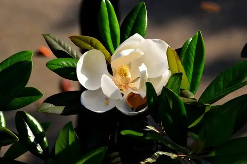 盛开的荷花玉兰