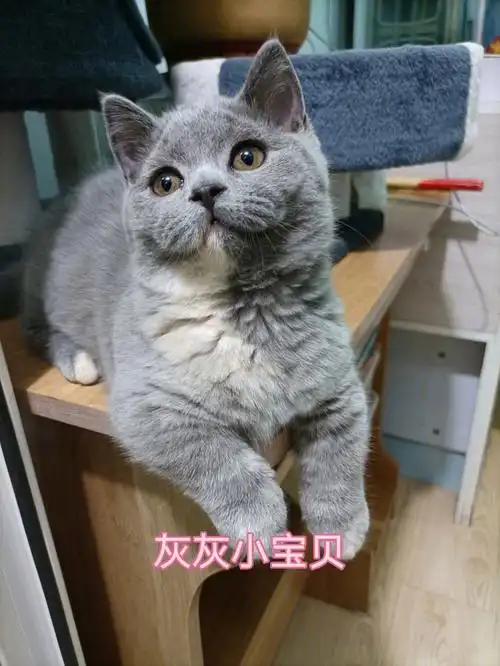 英短蓝乳我的小宝贝名叫小灰灰