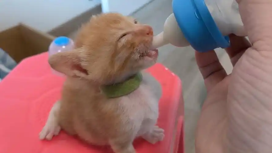 【三只小橘】奶猫喝奶实录