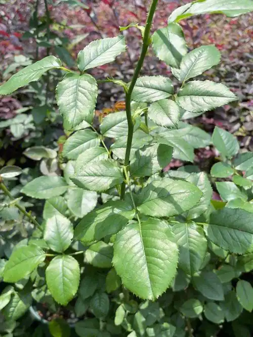 夏天来啦欣赏月季的叶片吧嘻嘻嘻