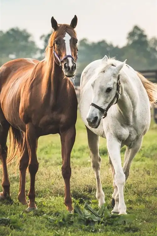 壁纸 两匹马,白色和棕色 1920x1440 hd 高清壁纸, 图片, 照片