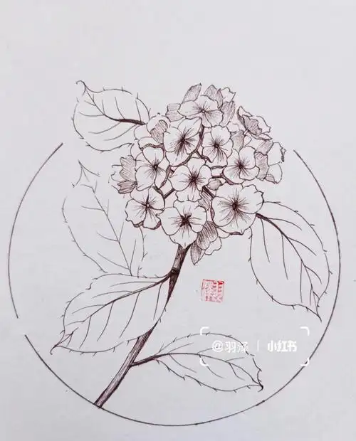 每日一画植物速写绣球花