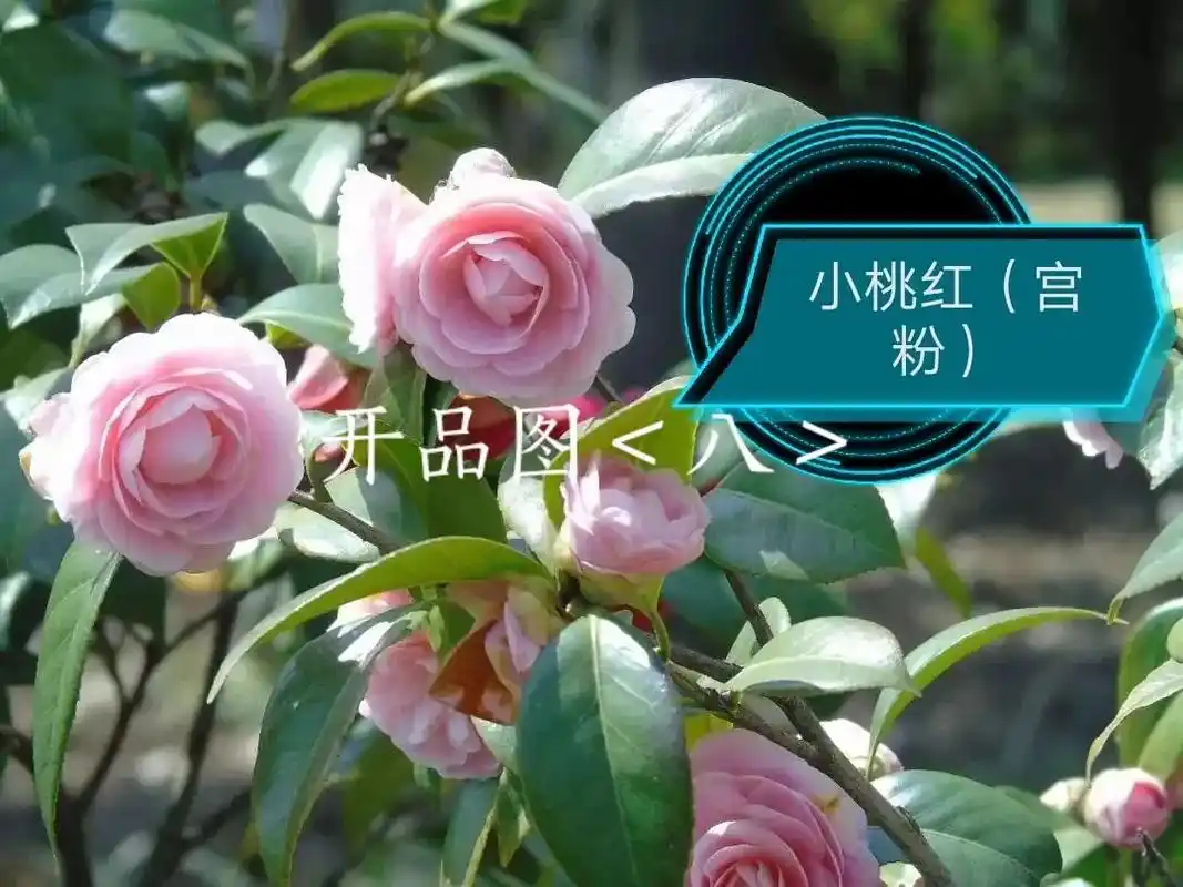 品种茶花开品图 八>#云涛工作室  - 抖音