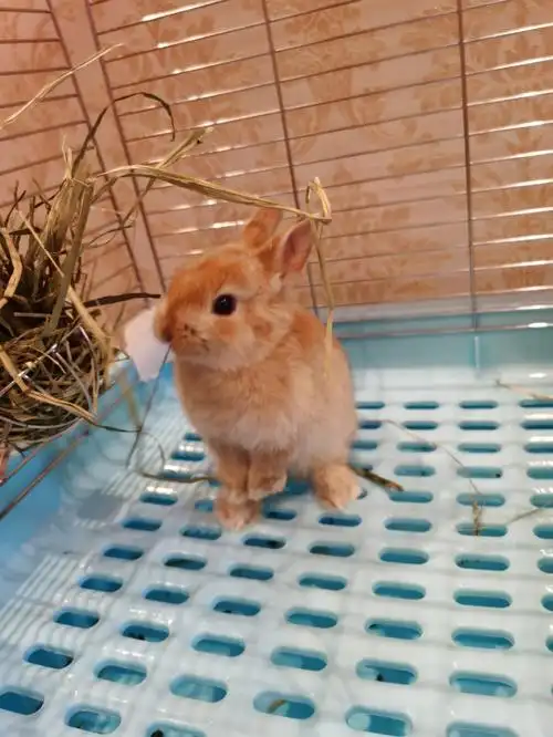 侏儒兔半年后变身帅气的兔兄