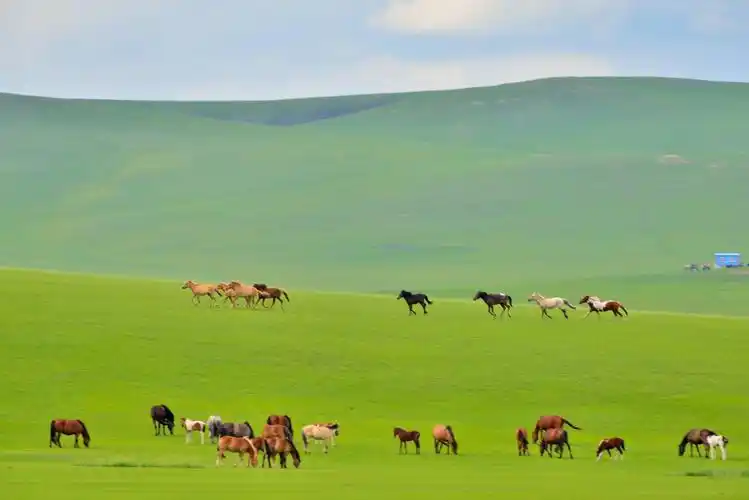 骏马永远是草原上的永恒主题,绿草如茵骏马奔驰,一副最美的草原画卷.