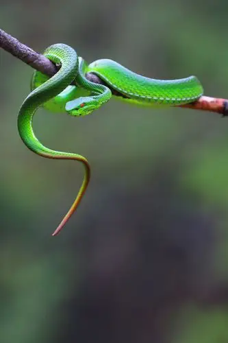 冒死拍摄中国最毒蛇