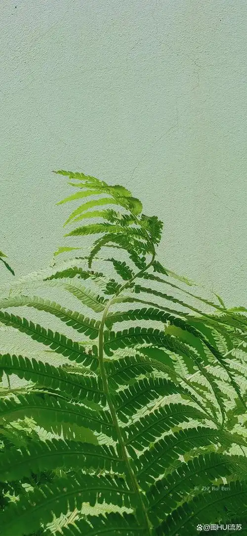 春天小清新绿色系壁纸