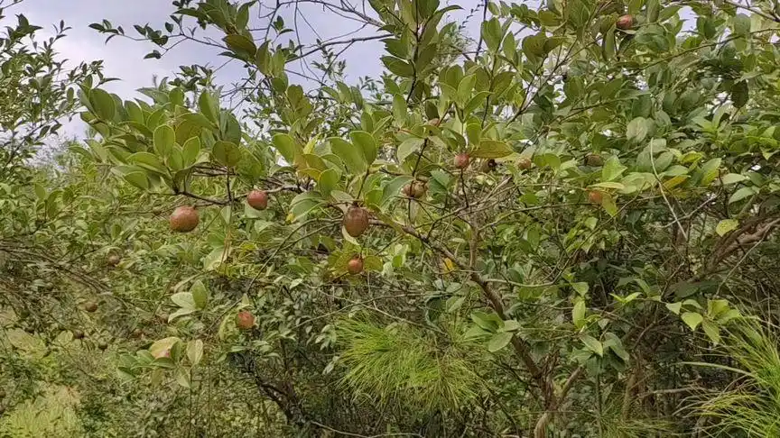 木子树,古法榨,古法榨出好木子油