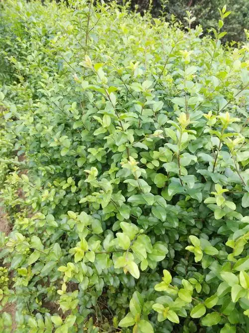 小叶女贞小叶女贞球