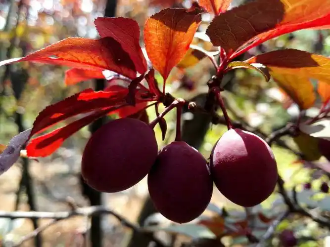 路边景观树"红叶李", 常有市民爬树摘取, 能吃吗? 有什么危害?