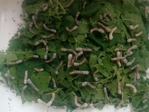 5月1日的蚕幼虫