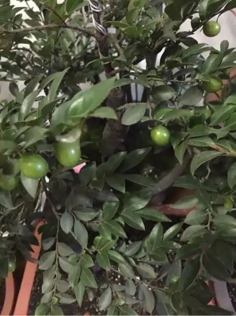 盆栽小叶紫檀会开花吗