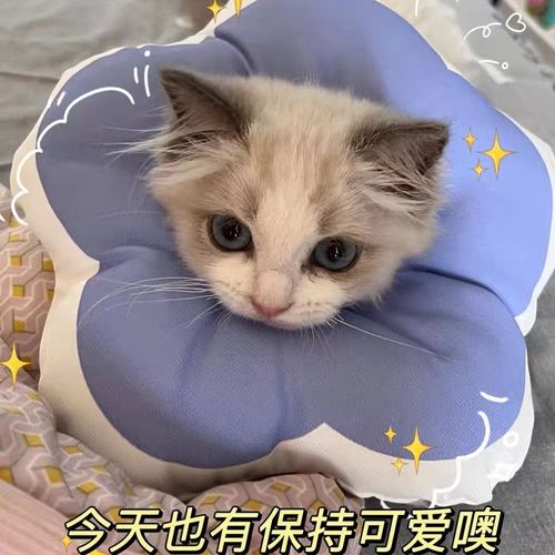 伊丽莎白圈猫咪项圈猫猫围脖防舔耻辱圈宠物可爱猫咪头套防抓脖套
