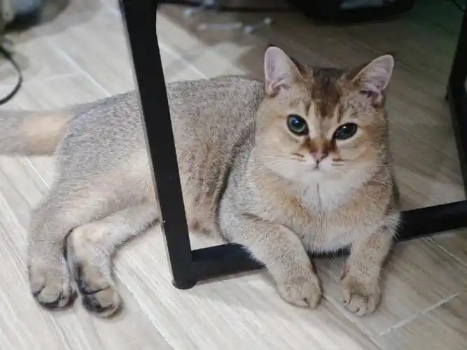 八个多月的金渐层体重多少比较合适呢