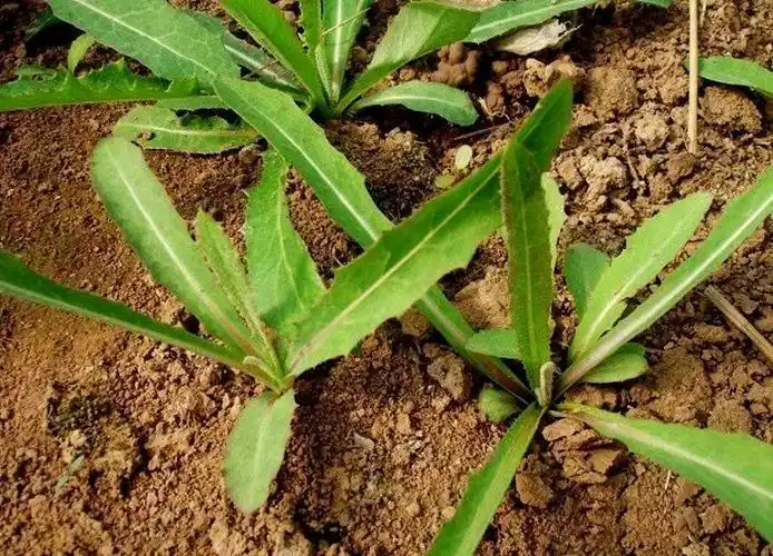 苦菜的功效与作用苦菜的功效与作用 苦菜的功效与作用是什么苦菜