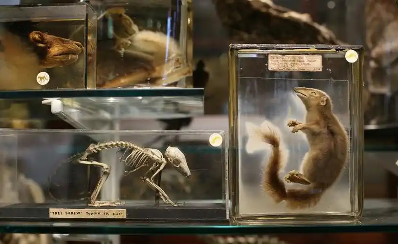 细数动物博物馆裏的"动物"