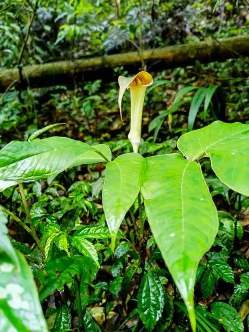 蛇惧怕的六种植物