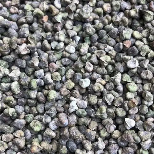 榉树种子*-榉树种子-无锡芳东绿化种苗公司