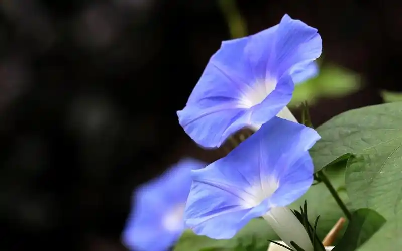 唯美牵牛花风景图片桌面壁纸