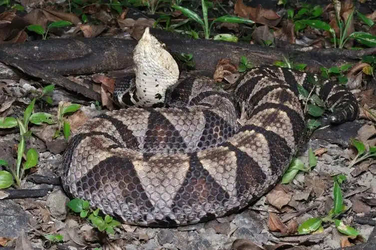 百步蛇deinagkistrodon acutus günther, 1888