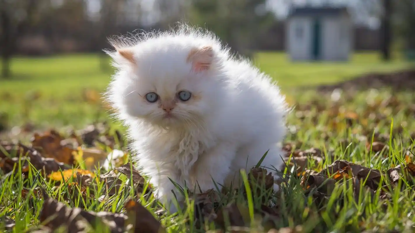 白色波斯猫可爱高清桌面壁纸