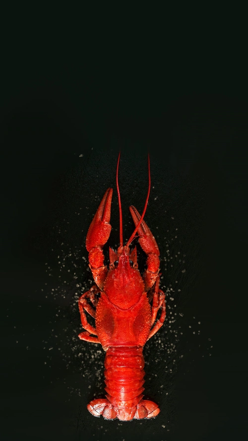 黑色简约夏季小龙虾psd分层h5背景素材