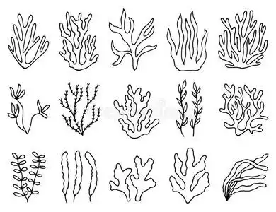 圆珠笔笔绘画海草,珊瑚,在水中的植物亚洲人沙拉和瓦卡梅海草白色背景