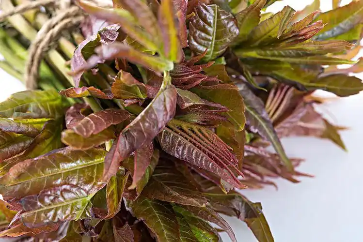 新鲜的香椿叶子