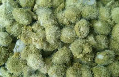 绿色的蚕虫图片