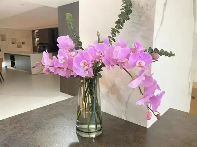 蝴蝶兰做插花真的好好看商务桌花