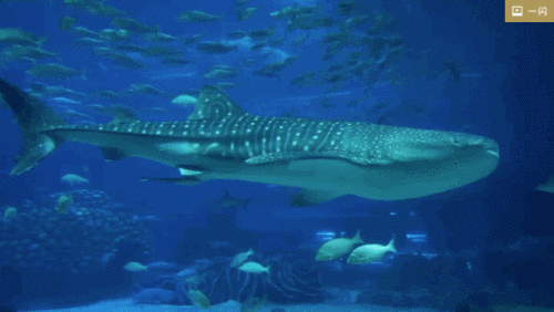 鱼海底游泳超大个gif动图_动态图_表情包下载_soogif
