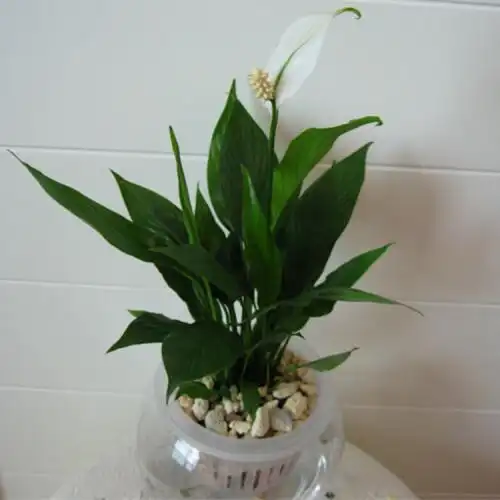 绿植一帆风顺欣赏及资料介绍