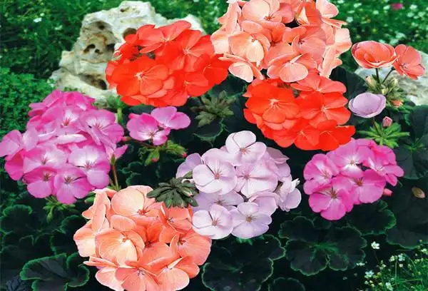 天竺葵的花语,天竺葵的养护技术