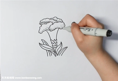 鸡冠花简笔画