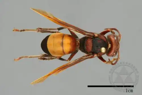 黄腰虎头蜂vespa affinis (linnaeus, 1764)