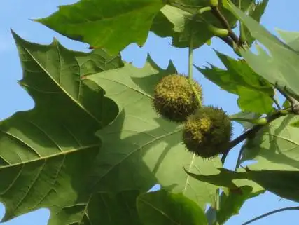 12 法国梧桐树为什么在法国叫中国梧桐树 36 2011-02-23 求梧桐树简介