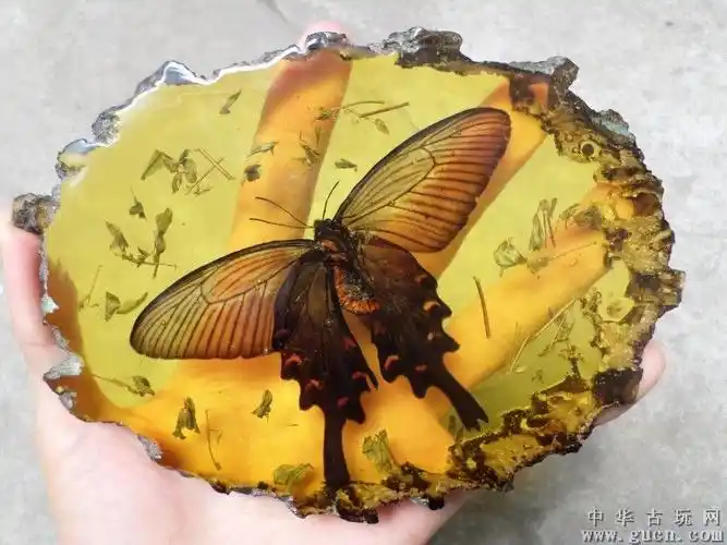 琥珀蝴蝶 - 中华古玩网 - 古董收藏,古玩收藏,古玩鉴定,古玩专场,古玩