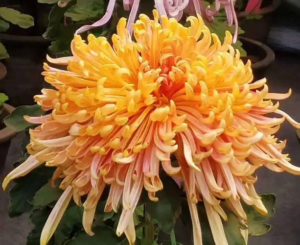 开封菊花花卉介绍(二)