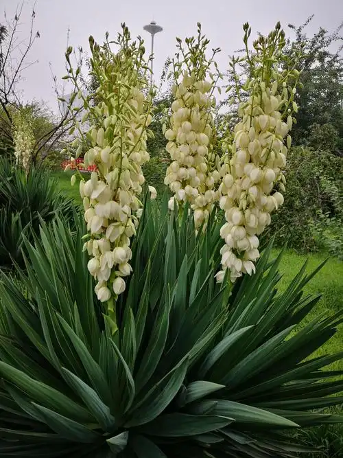 这种花的学名叫:丝兰.