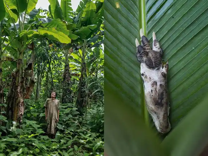 直击亚马逊丛林里土著人的真实生活刀耕火耘整天吃山珍野味