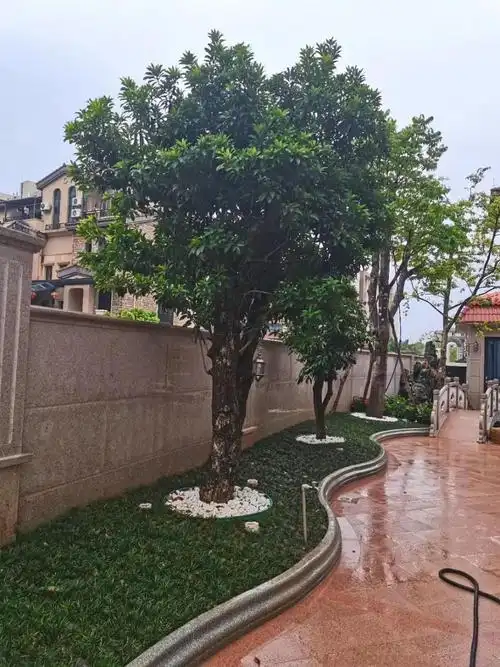 玉龙草日本矮麦冬耐寒耐荫四季常绿免修剪草坪绿植苗细叶麦冬一斤价