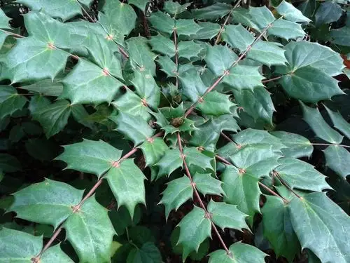 每天认识一味中药----十大功劳叶,【编辑】杏林一叶20201217,说明:文