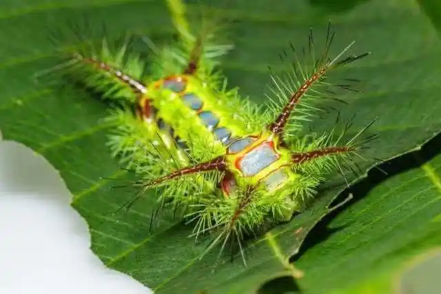 花花绿绿的活辣子让人心头一颤这些讨厌的家伙其实是刺蛾幼虫