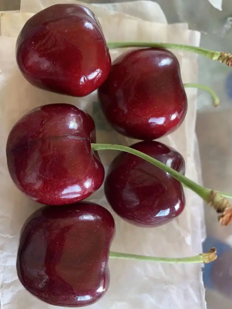 天水大樱桃—胜利 天水套袋胜利大樱桃近圆形,果肉硬,多汁,果味浓
